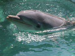 Ocean Encounters 04