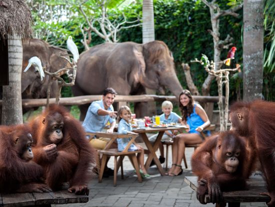 予約困難の大人気ツアー！【バリ・ズー（動物園）】オランウータンと朝食+パーク入場券＜午前／ホテル往復送迎付プランあり／朝食ブッフェ付＞