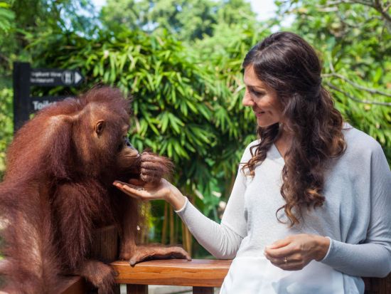 予約困難の大人気ツアー！【バリ・ズー（動物園）】オランウータンと朝食+パーク入場券＜午前／ホテル往復送迎付プランあり／朝食ブッフェ付＞
