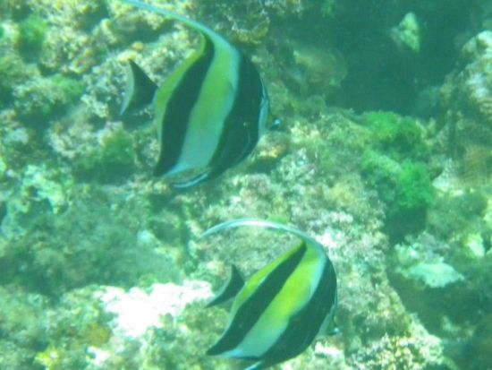 ウミガメシュノーケリングツアー 　少人数制で安心サポート！＜4～10月／午前・午後／送迎あり／八丈島＞