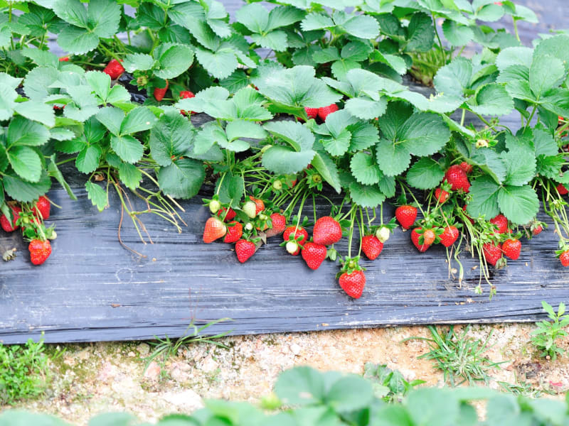 strawberry picking tour
