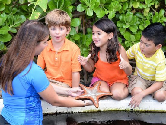 シーライフパーク・ハワイ　イルカと触れ合える人気プログラムは選べる3プラン　海の生き物への餌やり体験、イルカやアシカのショーなど充実の園内＜送迎付きプランあり＞