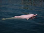 bubblegum pink dolphins hong kong cruise
