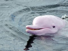 pink dolphin watching lantau island hong kong