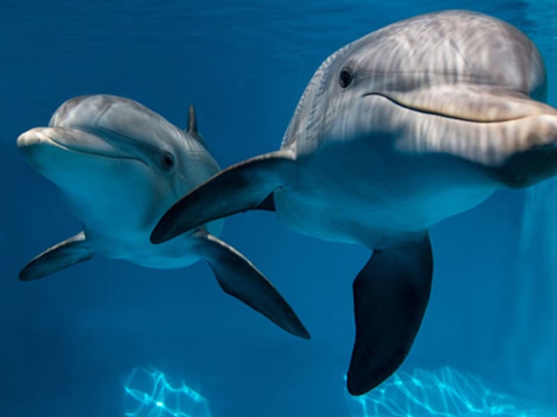 USA_Florida_Clearwater Marine Aquarium_Dolphins