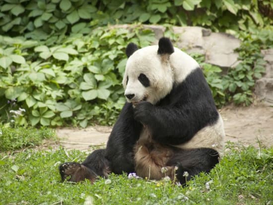 giant panda safari park guangzhou from hong kong