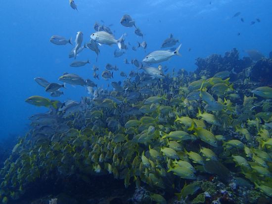 体験ダイビング MUSA水中美術館(海底美術館)＆カリブ海の美しいリーフ プール講習付で安心！＜午後／ボート／2ダイブ＞