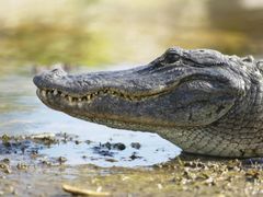 USA_Florida_Everglades_Alligator