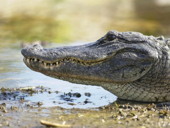 エアボート乗船＆ワイルドフロリダ入場券付き　半日観光ツアー ＜英語ガイド＞