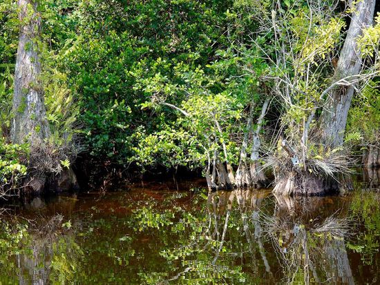 everglades01
