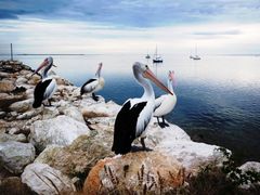 Australia Adelaide Kangaroo Island Pelicans