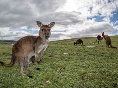 Australia Adelaide Kangaroo Island Kangaroos