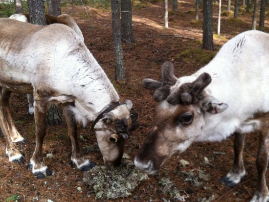 トナカイ牧場訪問 半日ツアー☆キュートなトナカイに会いに行こう！＜11〜4月／英語／ロヴァニエミ発＞