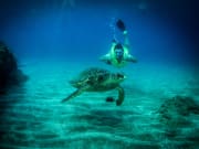 Snorkel with Turtle