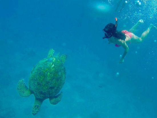 ウミガメシュノーケリング　ホロカイ・カタマラン号　高確率でウミガメに会えるタートルキャニオンへ！ソフトドリンク&スナック付き＜3時間／英語／ワイキキホテル発＞