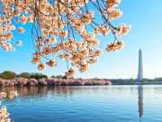 USA_Washington_Cherry Blossoms_Segway Tour