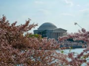 USA_Washington_City Segway_Cherry Blossom
