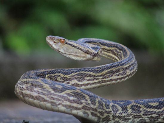 愉快なハブのショータイム「ハブと愛まショー」1日3回開催　ハブ使いが笑い・驚き・奄美の伝統をお届け＜笠利町＞ by 原ハブ屋奄美