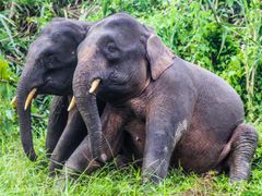 kuala gandah elephant sanctuary from kuala lumpur