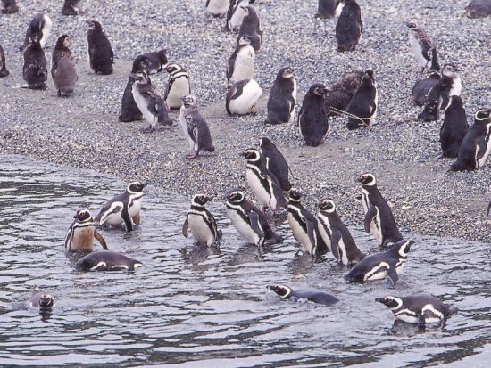 ビーグル水道クルーズ　アザラシ島＆海鳥島ツアー＜英語ガイド／ウシュアイア発＞