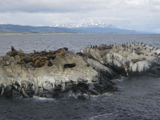 ビーグル水道クルーズ　アザラシ島＆海鳥島ツアー＜英語ガイド／ウシュアイア発＞