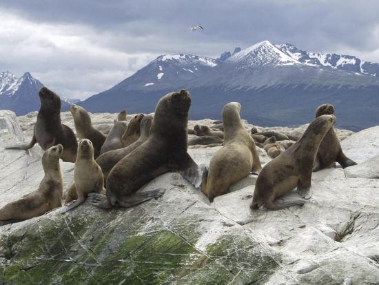 ビーグル水道クルーズ　アザラシ島＆海鳥島ツアー＜英語ガイド／ウシュアイア発＞