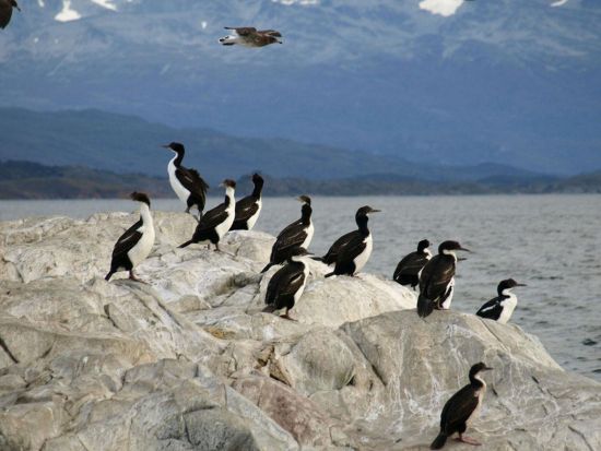ビーグル水道クルーズ　アザラシ島＆海鳥島ツアー＜英語ガイド／ウシュアイア発＞