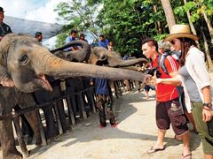 kuala gandah elephant sanctuary from kuala lumpur