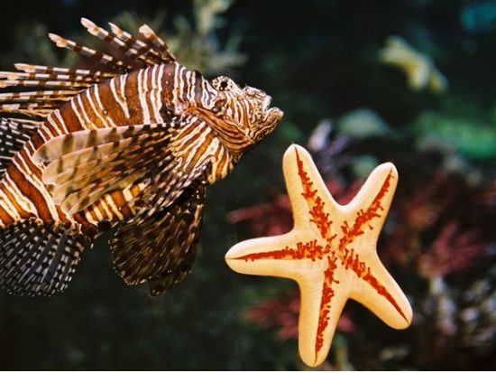 starfish and striped spiky fish sea life melbourne