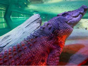 huge crocodile in sea life melbourne aquarium