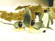 penguins chilling at sea life melbourne aquarium