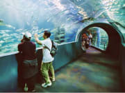 underwater tunnel sea life melbourne aquarium