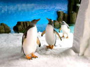 penguins inside sea life melbourne aquarium