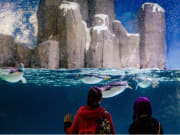 women looking at penguins swimming in SEA LIFE