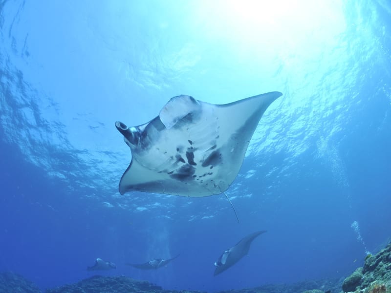 Nusa Penida, Manta Point and Mola Mola Site Dive