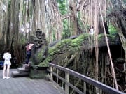 Area around monkey forest