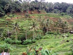 Rice-Terrace
