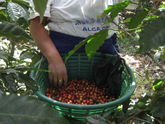 フィラデルフィア農園主催　コーヒー農園ツアー＜コーヒー試飲付／英語ガイド／アンティグア発＞