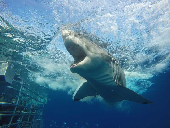White Shark Cage Diving Tour