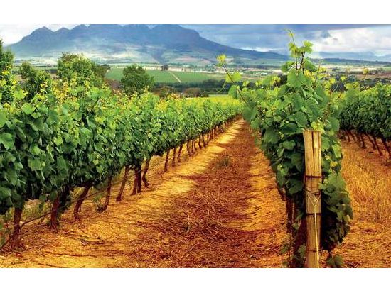 トスカーナ州 キャンティ地方ワイナリーツアー ＜ワイナリー2軒／試飲付き＞