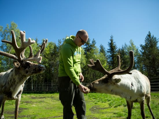 Reindeer farm in Lapland (Flatlight Creative)