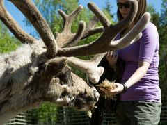 Reindeer farm in Lapland (Flatlight Creative)