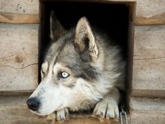 Husky in Lapland