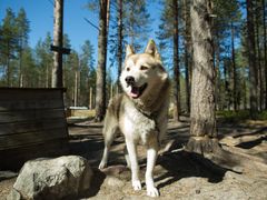 Husky in Lapland