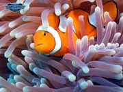 Great Barrier Reef Tour Clownfish Marine Life