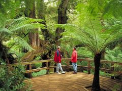 Rainforest eco tour Great Otway National Park