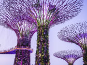 Supertree Grove at Gardens by the Bay