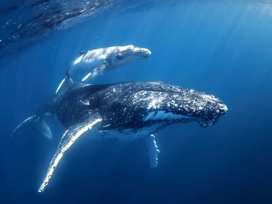 Mum & Calf - credit Migration Media - Underwater Imaging