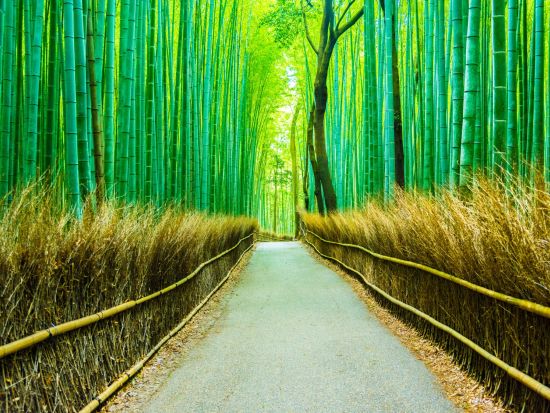  【多言語バスツアー】金閣寺＋伏見稲荷大社＋嵐山散策バスツアー＜英・中・韓音声ガイド／京都駅発／1日＞by おこしバス（京都定期観光バス）