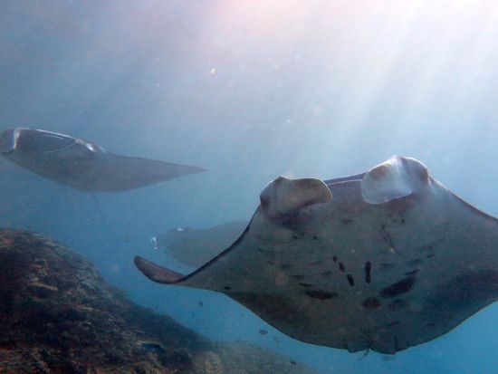 レンボンガン島・ヌサペニダ日帰りシュノーケリングツアー　高確率でマンタに会える！＜1日／送迎／ランチ付＞by ブルーシーズン・バリ